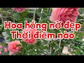 Lagu Bloemensnoeikalender voor Tet. De drie beste bloeiperiodes voor rozen.