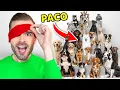 Download Lagu 30 Honden, Maar 1 Daarvan Is Paco!