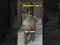 Download Lagu How Spikes Stopped War Elephants 😱