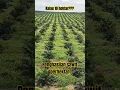 Download Lagu Menghitung Penghasilan Kebun Sawit, 45 J Sehektar. #kelapasawit #shorts