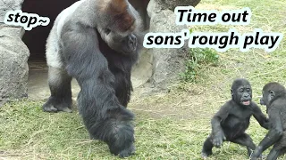 part 1 gorilla dad often needs to stop two sons rough play recently 