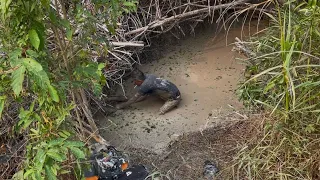 Harus Waspada Jangan Sampai Meleng, Kemarau Panjang Seperti Ini Banyak Anaconda Bermunculan