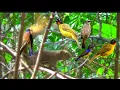 Download Lagu TESTING SUARA PIKATAN ANEKA JENIS BURUNG ANDALAN JAYA CHANNEL TERNYATA ???