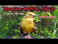 Download Lagu Suara sirtu gacor full variasi AMPUH menaikan mental EMOSI Sirtu bahan agar gacor