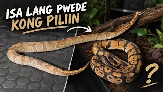 Kapag naka-display pwede na sigurong panakot ng bisita? 😅