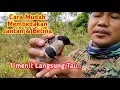 Download Lagu Cara Mudah Membedakan Kutilang Jantan dan betina