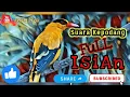 Download Lagu Suara TERBAIK!! Masteran kepodang full fariasi isian segudang..bikin melongo