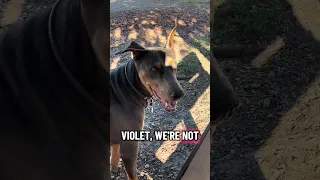 #fyp #dream #doberman #pets #youtube