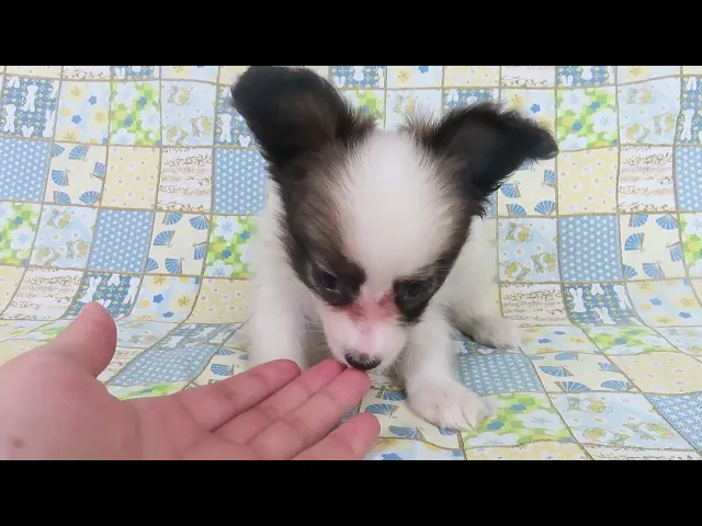 動画