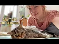Download Lagu Our FREE Cat Worried When I Sneeze! \u0026 Refuses To Move!