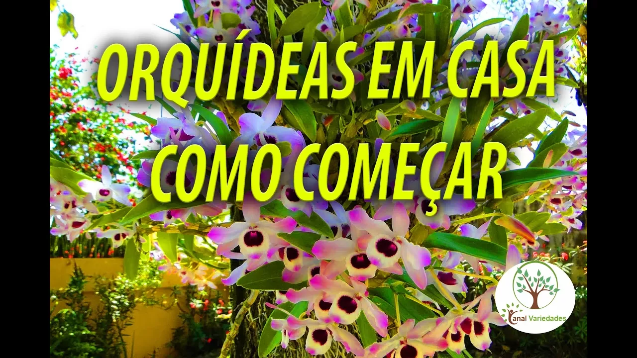 ORQUÍDEAS EM CASA, COMO COMEÇAR