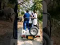 Lagu Rhinos attack tourists in Jaldapara forest,Doars  #travel #trending #shortsviral #safari #accident