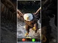 Download Lagu Panther Ringtone Viral Ringtone Trending Ringtone Attitude Ringtone Cool Ringtone Ringtone 2024 New