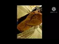 يشبهك قلبي (اصيل هميم) مع كلمات الاغنيه