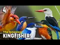 Download Lagu The Amazing Kingfishers #4