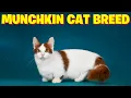 Munchkin Cat Breed-All You Need to Know