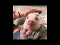 Lagu OMG dit varkentje is zo schattig🐷#varken #huisdier #schattigedieren