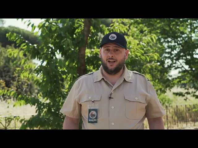 Jurassic World - Il Dominio | Clip Il Giganotosauro trova il gruppo vicino alla jeep distrutta