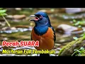 Download Lagu Terapi Suara Air untuk Burung Murai Batu yang Malas Bunyi