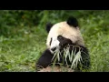 Panda Mother Teaches Cub How to Eat Bamboo 4K U China Nature s Ancient Kingdom BBC Earth