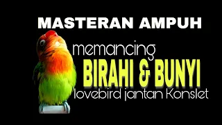 Download MASTERAN ! Memancing BIRAHI \u0026 BUNYI lovebird ! MP3