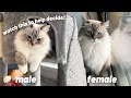 Download Lagu Male or Female Ragdoll? What to do if you already have one and the main differences! + FIOBOC