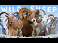 Lagu All 8 Wild Sheep Species (Including 2 Controversial)