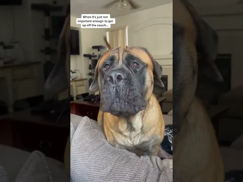 When You Cant Get Your LAZY GIANT PUPPY Off The Couch!! #dog #dogs #cutedog