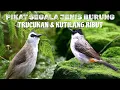 Download Lagu PIKAT SEGALA JENIS BURUNG | pikat trucukan vs kutilang ribut