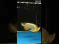 Download Lagu Malaysian Gold 24k Arowana#bigolivevideo