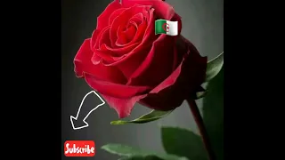 Cheb Adjel 2023 HTA Nsit Nchwa 