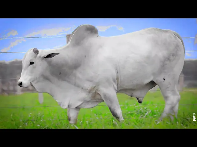 Touro Nelore ACNN - 663