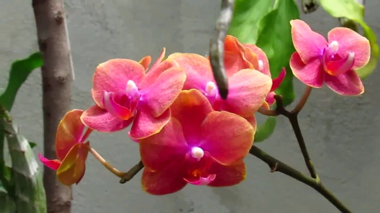 REGAS, ADUBAÇÃO, VASO IDEAL PARA ORQUÍDEAS E ETC