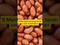 Download Lagu 5 Manfaat kacang tanah untuk kesehatan #manfaatbuah #kesehatan