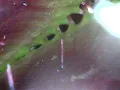 Experimental Inside a Venus Flytrap s mouth POV low resolution