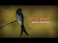 Lagu Mengenal Burung Srigunting - Jenis, Ciri dan Habitatnya di Alam !