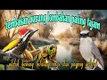 Download Lagu Tembakan burung paling tajam 🔥🔥 piring bawang belalang emas dan petulak jingjing