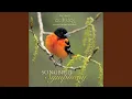 Download Lagu Yellow-Rumped Warbler