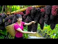 Lagu Harvesting Sweet Giant Wild Mulberries \u0026 Cooking Traditional Mulberry Ice Cream
