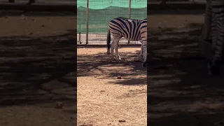 الحمار الوحشي 