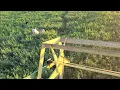 John Deere 800 Windrower 2nd Cutting Alfalfa