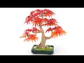LEGO Botanicals Japanese Maple Tree bonsai review 10348