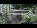 Hardwicke Park once an empty lot is now blooming with native plants
