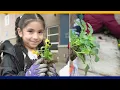 Spring Sprouts Cultivating Success in School Attendance