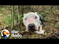 Skinny Senior Pittie Found Alone In The Woods Is Queen Of Her House The Dodo