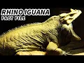 Rhinoceros Iguana Facts the IGUANA with a HORN Animal Fact Files