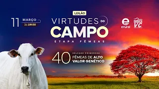 Leilão Virtudes do Campo – Etapa Fêmeas