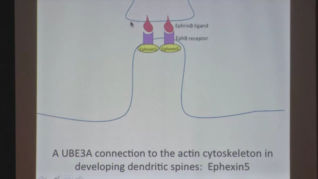 ASF Scientific Symposium: Dendritic Spine Development in Dup15q and AS
