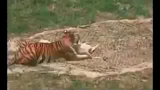 اصطياد نمر مفترس بالهند مرعب جدا 