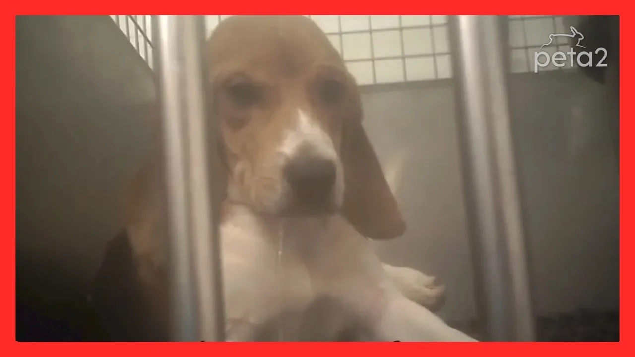 L'Oréal does not test any products or ingredients on animals